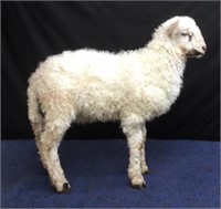 Valais Blacknose F-1 Wether Lamb  ID # 2