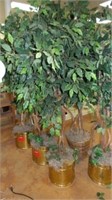 6 Silk Ficus Trees