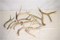 MANY WHITETAIL DEER ANTLERS ! A-1