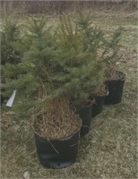 Blue Spruce Tree in pot