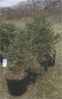 Blue Spruce Tree in pot