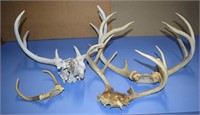 Four Sets Of Vintage Deer Antlers - Taxidermy