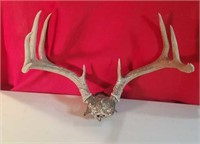 9 Point raw deer horns