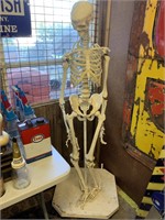 SKELETON ON STAND 1.6M