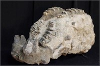 Mammoth fossilized Palate & teeth in matrix