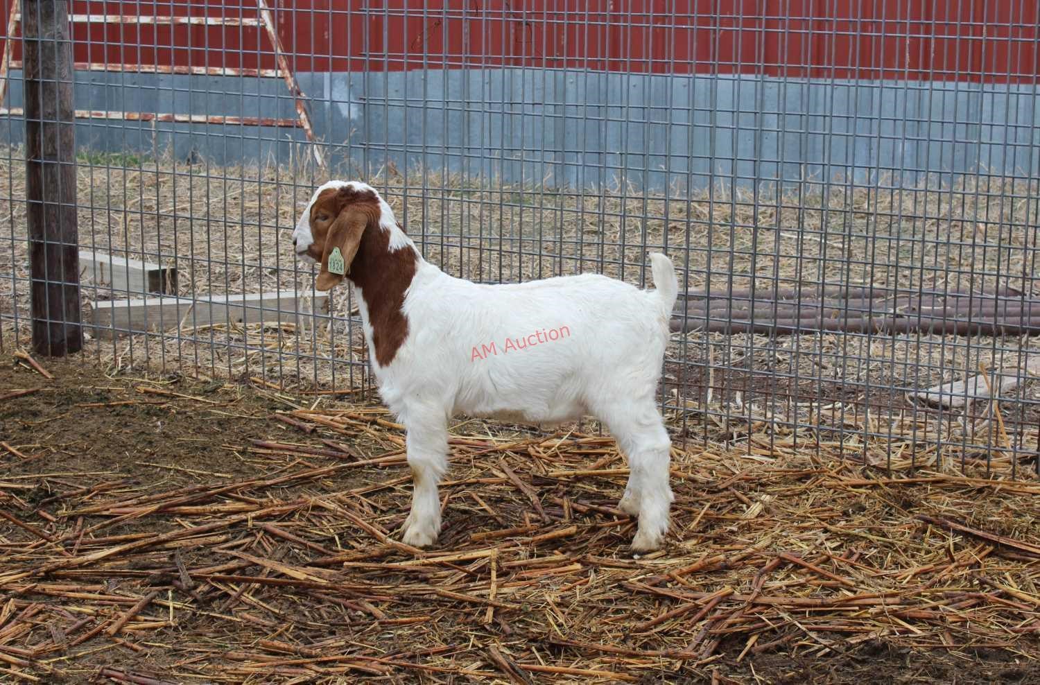 2018 Lammers Boer Goat Online Auction