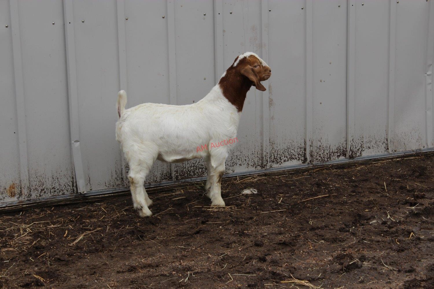 2018 Lammers Boer Goat Online Auction