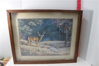 Matted and Framed Deer Picture
