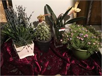 Four decorative plants