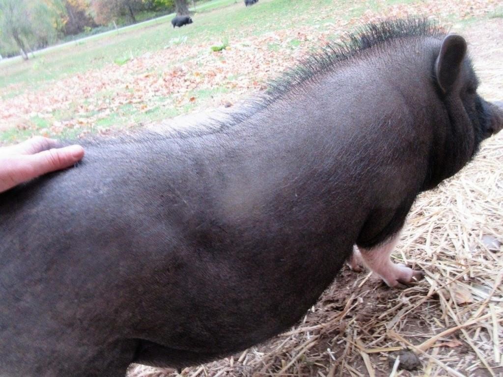 ONLINE LETS FEED YOUR FAVORITE PIG DONATION AUCTION