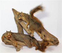 Pair Of Stuffed Taxidermy Squirrels