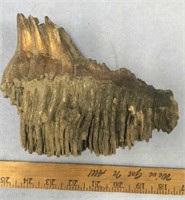 7" Mammoth tooth         (k 141)