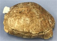 13" Fossilized turtle          (k 141)