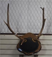 Antlers Mounted on Rubber & Wood Base