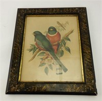 Hand colored and framed bird lithograph in