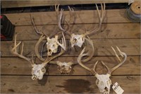 Group of 5 Antler / Skull Sets