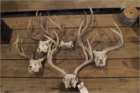 Group of 5 Antler / Skull Sets