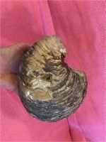 Large Fossilized Sea Shell
