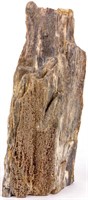 Large Specimen Fossil Fossilized Petrified Wood