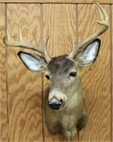 Refurbished 8 point whitetail deer shoulder mount