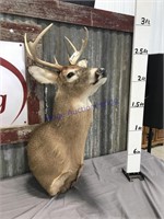 Mounted deer head