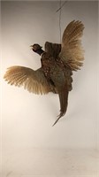 Pheasant in flight off log