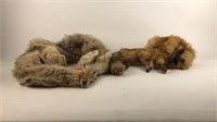 Fox and coyote pelts