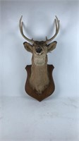 Taxidermy deer mount