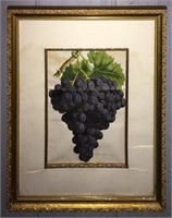 Colored Print Of Grapes, Muscat Hamburgh