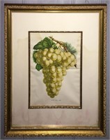Colored Print Of Grapes, Stockwood Golden Hambro