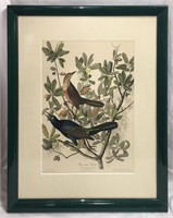 Audubon Colored Engraving, Boat Tailed Grackle