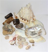 Decorative Sea Shells & Stones