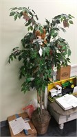 Lucky Loto Tree - Could be Worth Millions!!