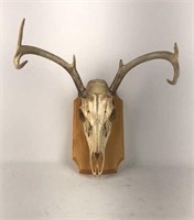 Deer skull with antlers on plaque
