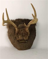 Deer skull with pelt plaque