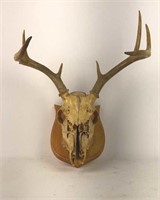 Mounted deer skull with antlers