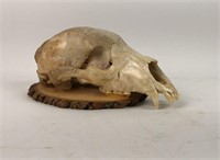 Mounted Bear Skull