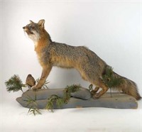 Taxidermy Fox