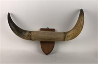 Bull / steer horns