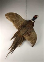 Taxidermy Pheasant on Wall Plaque
