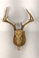 Mounted deer skull- needs re- attaching
