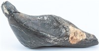 Fossil Whale Tooth Miocene 9 Million Years Ago