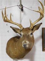 Lot #266A - Mule deer 10pt shoulder mount