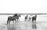 Wild Horse Of Cumberland Island By Anouck Krantz