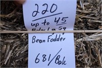 Bean Fodder-Lg. Squares