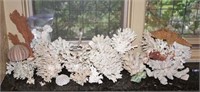 Large Selection of Corals and Shells