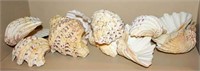 Large Decorative Shells