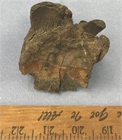 Half of a small mammoth tooth         (k 141)