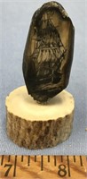 3" Tall fossilized walrus ivory tooth with double