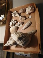 Collectible sea shells